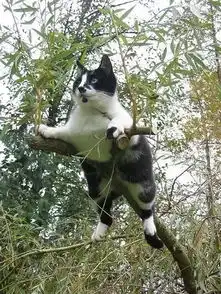 会爬树的胖猫谁说胖纸不能爬树的

