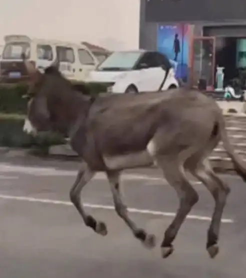 驴肉馆里逃出一头驴,目击者汤馆工作人员骑电动车紧追不舍
