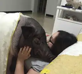 女子晒170斤宠物猪每晚睡在主人身上盖被撒娇
