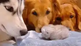 猫咪歪头卖萌躲猫猫甚至大胆揍铲屎官
