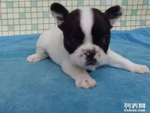 图出售纯种法国斗牛犬包纯种健康疫苗齐全签协议成都宠物狗