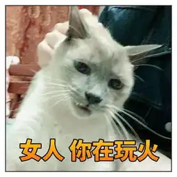 你用你家猫做过什么沙雕表情包猫圈话题
