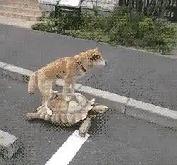 狗子这么肥还踩着乌龟爷爷

