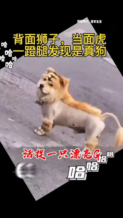 是真的狗秀出你的锦鲤时刻搞笑
