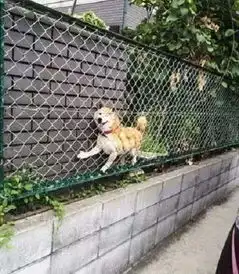 有一种狗叫柴犬二货程度堪比哈士奇
