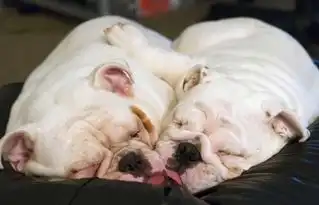 自从有了斗牛犬,出门去哪里儿都不怕
