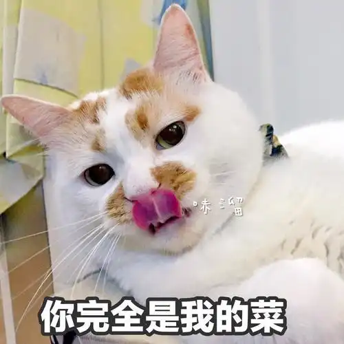 萌宠表情包你在做什么呀