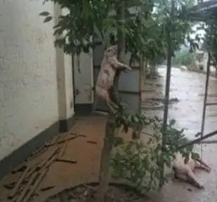 请问猪能上树吗
