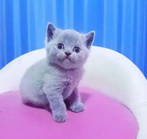 北京朝阳区英短蓝白蓝猫七夕最佳礼品