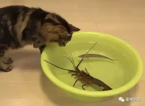 猫pk带刺龙虾,结果被夹哭
