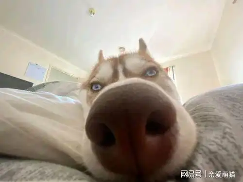 哈士奇与蜜蜂搏斗,主人袖手旁观,结果成了猪头

