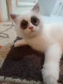 最近经常熬夜,已经熬成这猫样了
