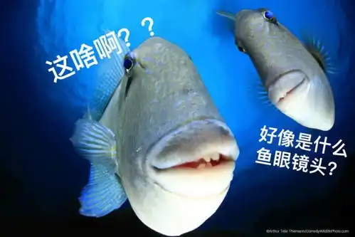 2022沙雕动物照片大公开网友笑疯了每张都是表情包哈哈哈哈
