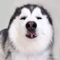 二哈犯二图集,你笑了那就对了
