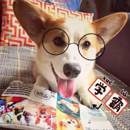 ins头像可爱萌宠头像,搞笑猫狗蠢萌头像
