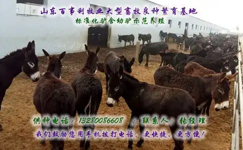 湖北荆州驴苗基地
