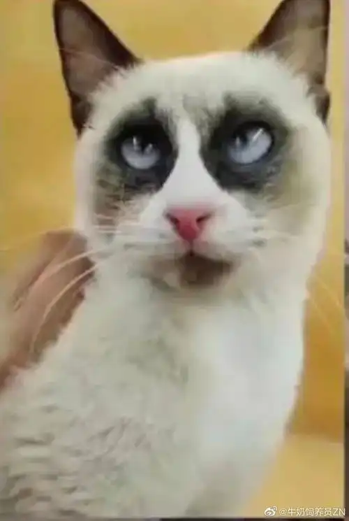 这些猫你敢吸吗
