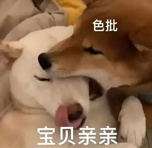 表情包单身狗的冬天,格外寒冷