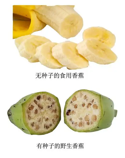 香蕉的种子到底长什么样子
