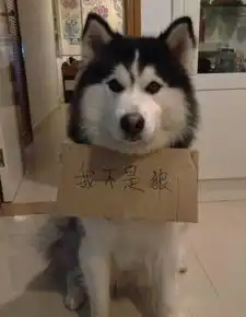 玩家你们分得清吗教你认清哈士奇与狼
