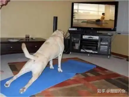 狗狗伸懒腰有什么意思

