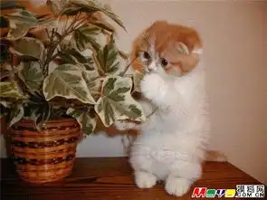 非常搞笑的可爱猫猫表情图
