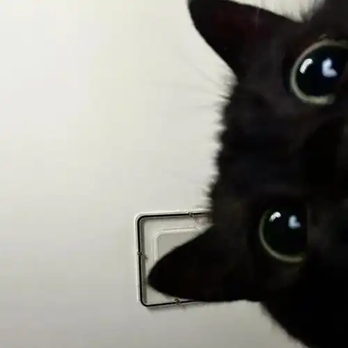 wechat搞怪猫咪头像
