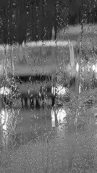 唯美下雨天意境手机壁纸
