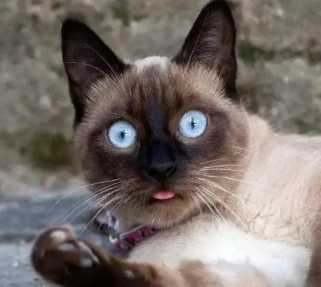 橘猫暹罗猫布偶猫英短等四种性格温顺的猫咪,你最喜欢哪种