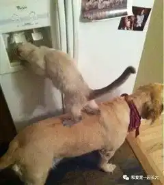 猫咪总是用实际行动告诉狗狗我才是老大
