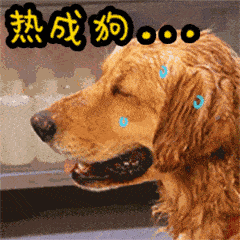 猫咪也爱吹空调不那是为了续命

