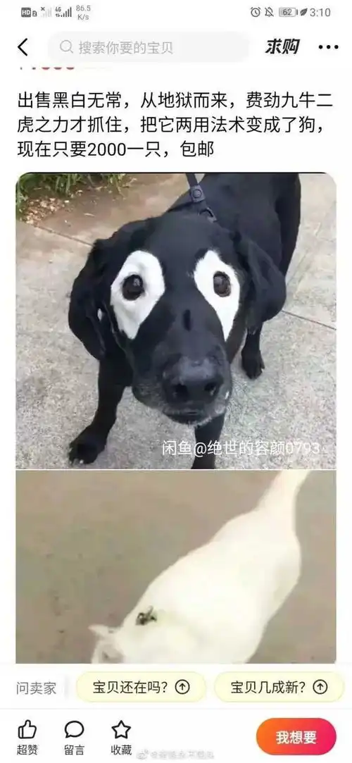 唐伯虎真迹老虎惊讶图

