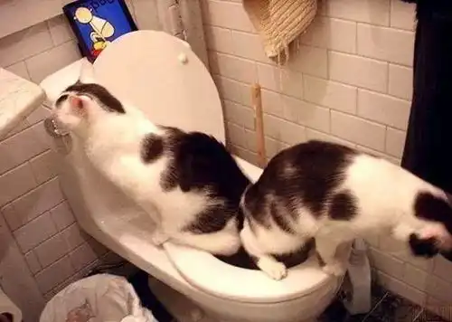 16张猫咪搞笑图片,让你了解什么叫浑身是戏
