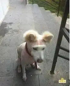 搞笑图片这忧郁的狗生是没法过了
