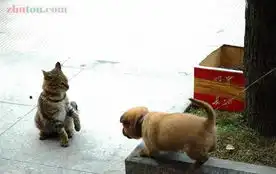 真实的铜罗湾街头pk
