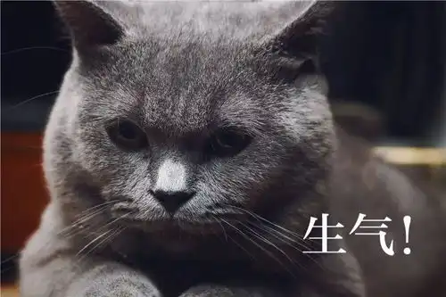 铲屎官用猫咪的不同表情配上文字做成了表情包,太形象了