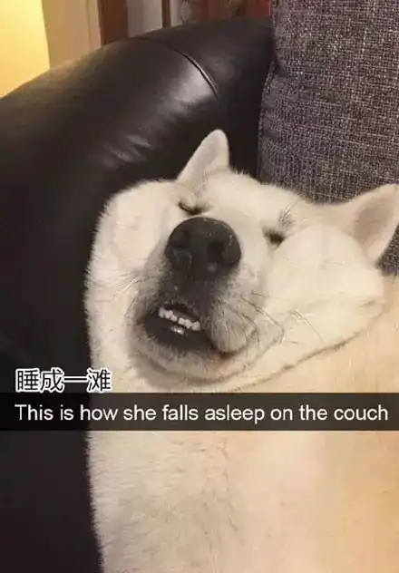 狗子搞笑起来,真是辣眼睛
