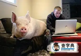 和猪一起生活是怎样的搞笑图片

