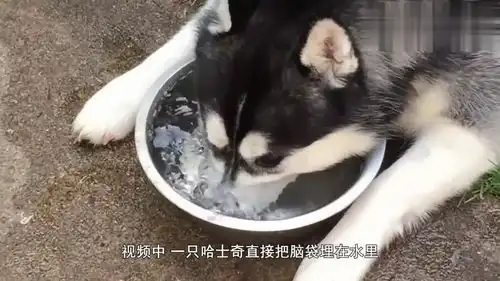 最好别让哈士奇看孩子,否则你会看到的画面,太搞笑了
