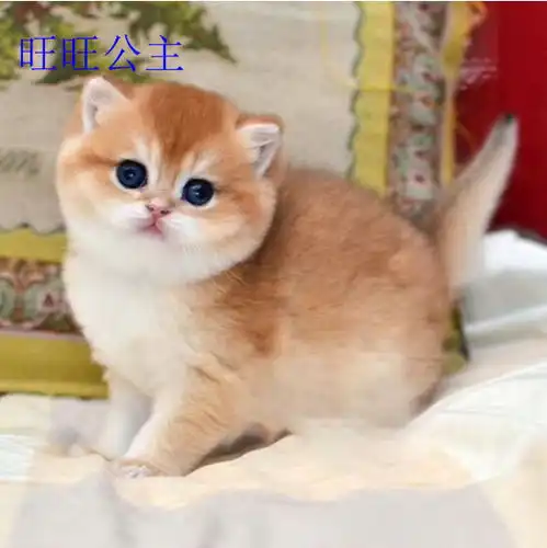 图陕西西安双血统12色金渐层哪里卖西安宠物猫