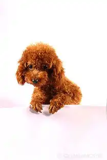泰迪狗图片图片大全
