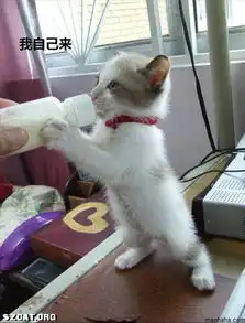 哈哈超搞笑的猫咪图配有文字
