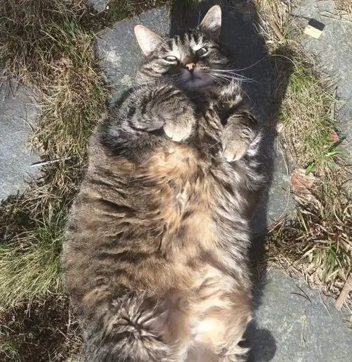 盘点那些令人捧腹的大胖猫图片承包了我一天的笑点
