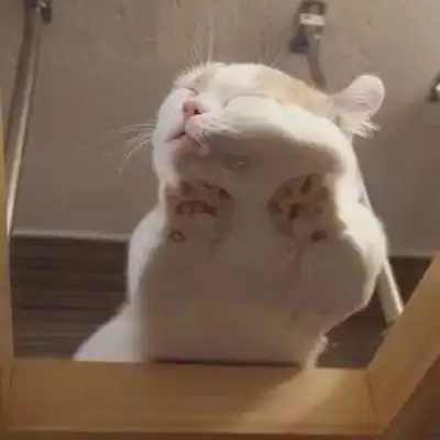 qq头像猫可爱搞怪大全白白胖胖充满希望

