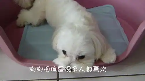 萨摩耶和二哈叫主人起床的区别,真的是太搞笑了
