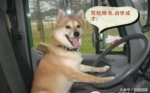 练车时,教练的经典语录
