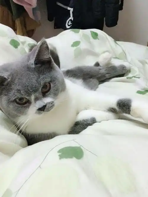 英短妹妹找男朋友