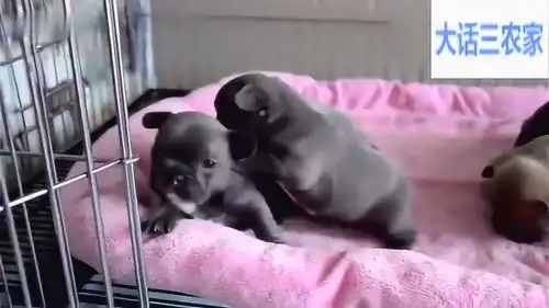 斗牛犬三兄弟感情真好,天天形影不离,每一只都那么萌
