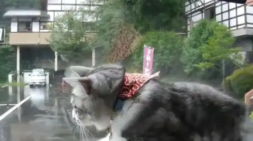 猫咪坐汽车,害怕雨刷刮自己耳朵,接下来的举动太搞笑