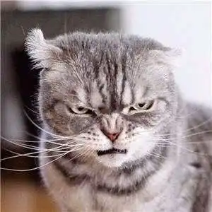 抖音2018最火的猫壁纸及无水印表情包汇总
